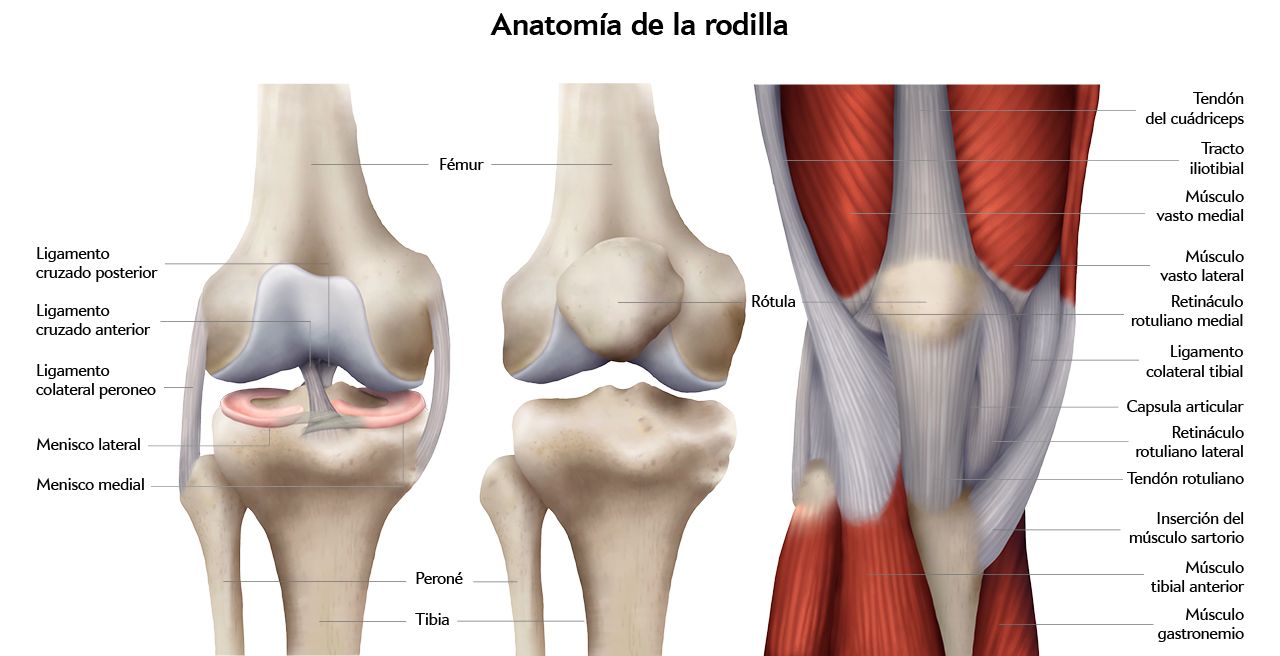 Ligamento cruzado anterior. ligamentoplastia, rehabilitación y readaptación